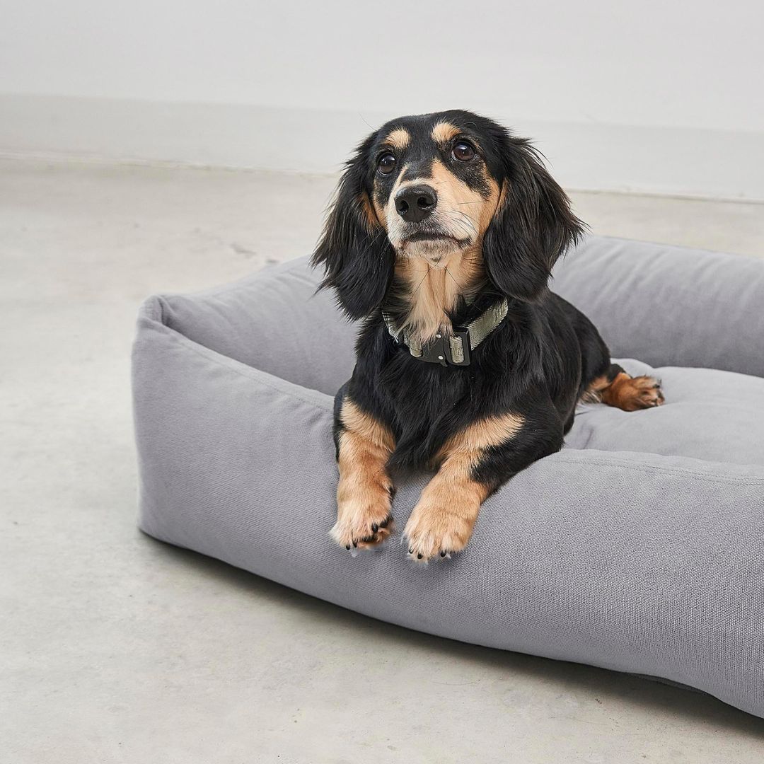 MiaCara-Hundebett-Comodo-Schiefer-Hund2