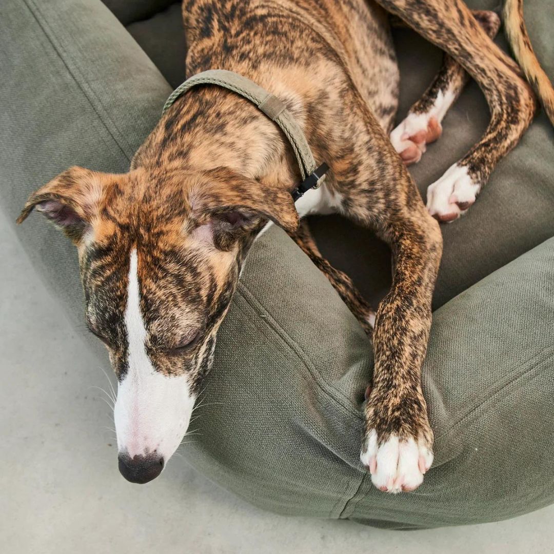 MiaCara-Hundebett-Comodo-Salbei-Hund