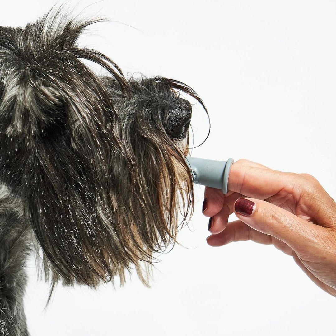 MiaCara-Hundezahnbürste-Dito-Hund