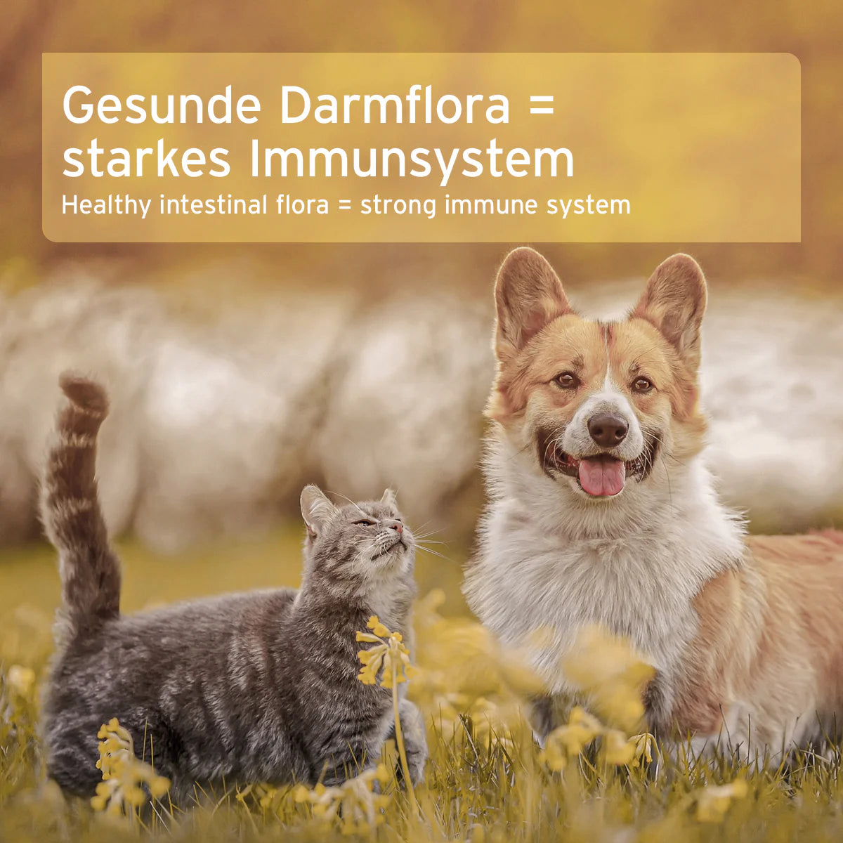 Aniforte-Heilmoor-Mood