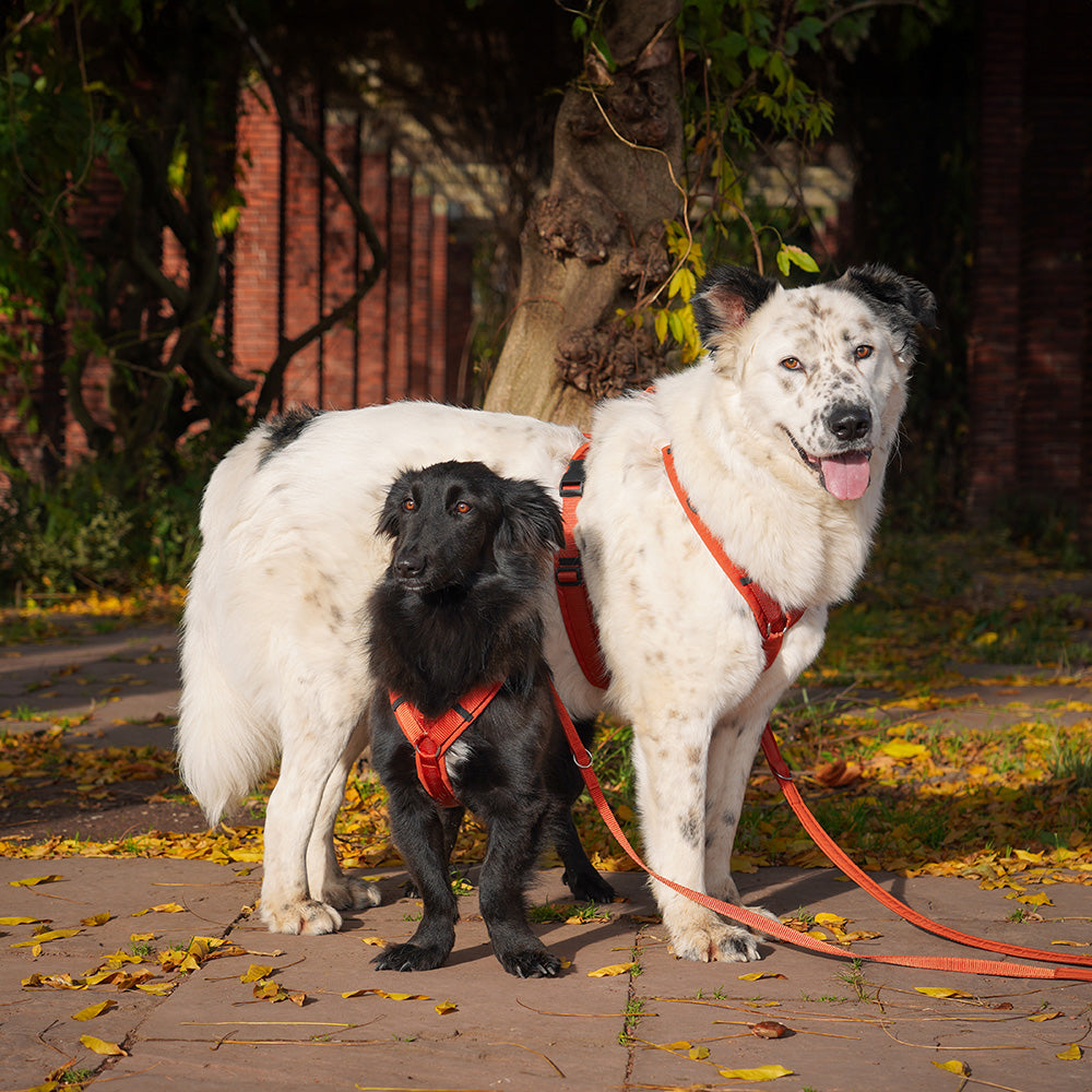 AnnyX-Hundegeschirr-Fun-Ahorn-Hund