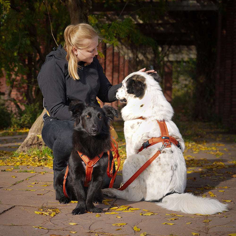 AnnyX-Hundegeschirr-Fun-Ahorn-Hund2