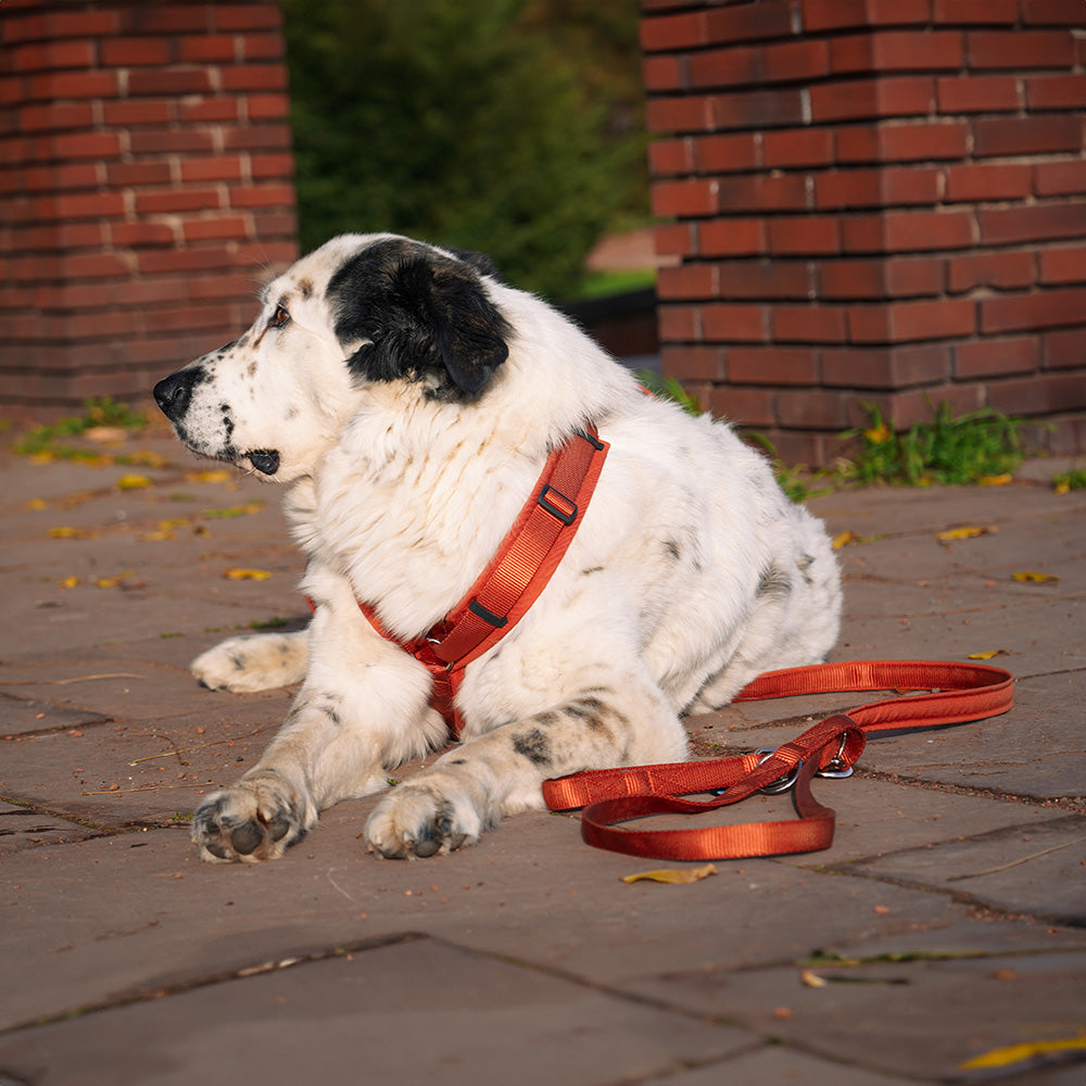Annyx-Führleine-Classic-Bolt-Fun-Ahorn-Hund