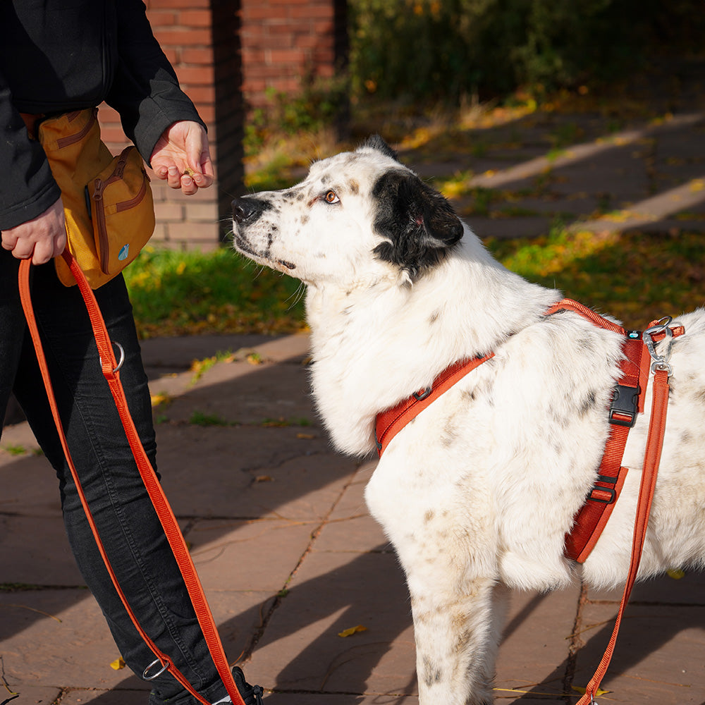 Annyx-Führleine-Safety-Fun-Ahorn-Mood2