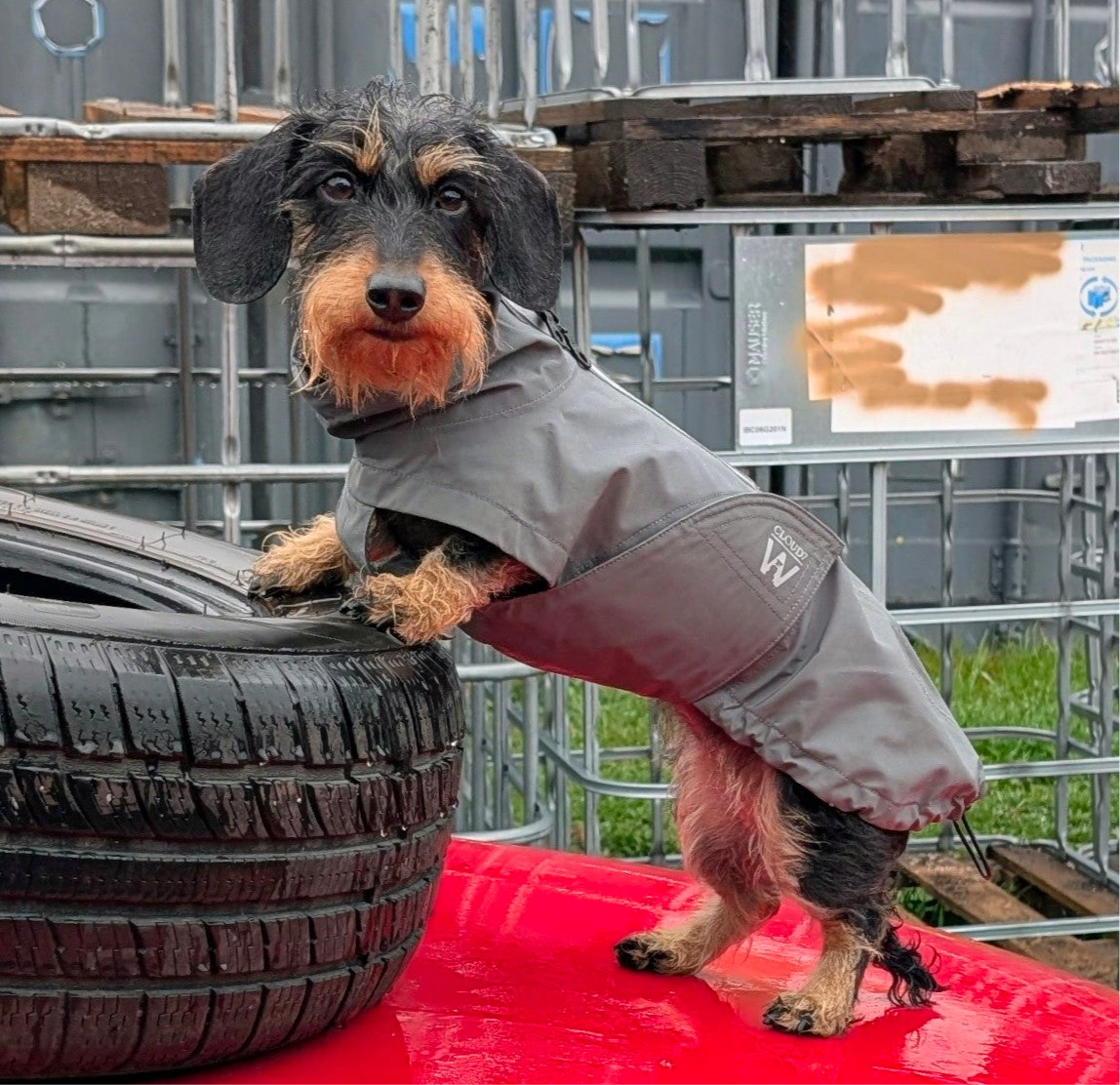Hunderegenmantel Dackel Dublin Platinum C7 x Woofstuff
