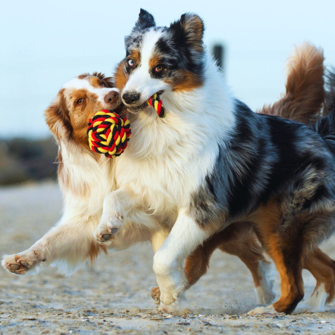 Hundespielzeug Ball mit Loop