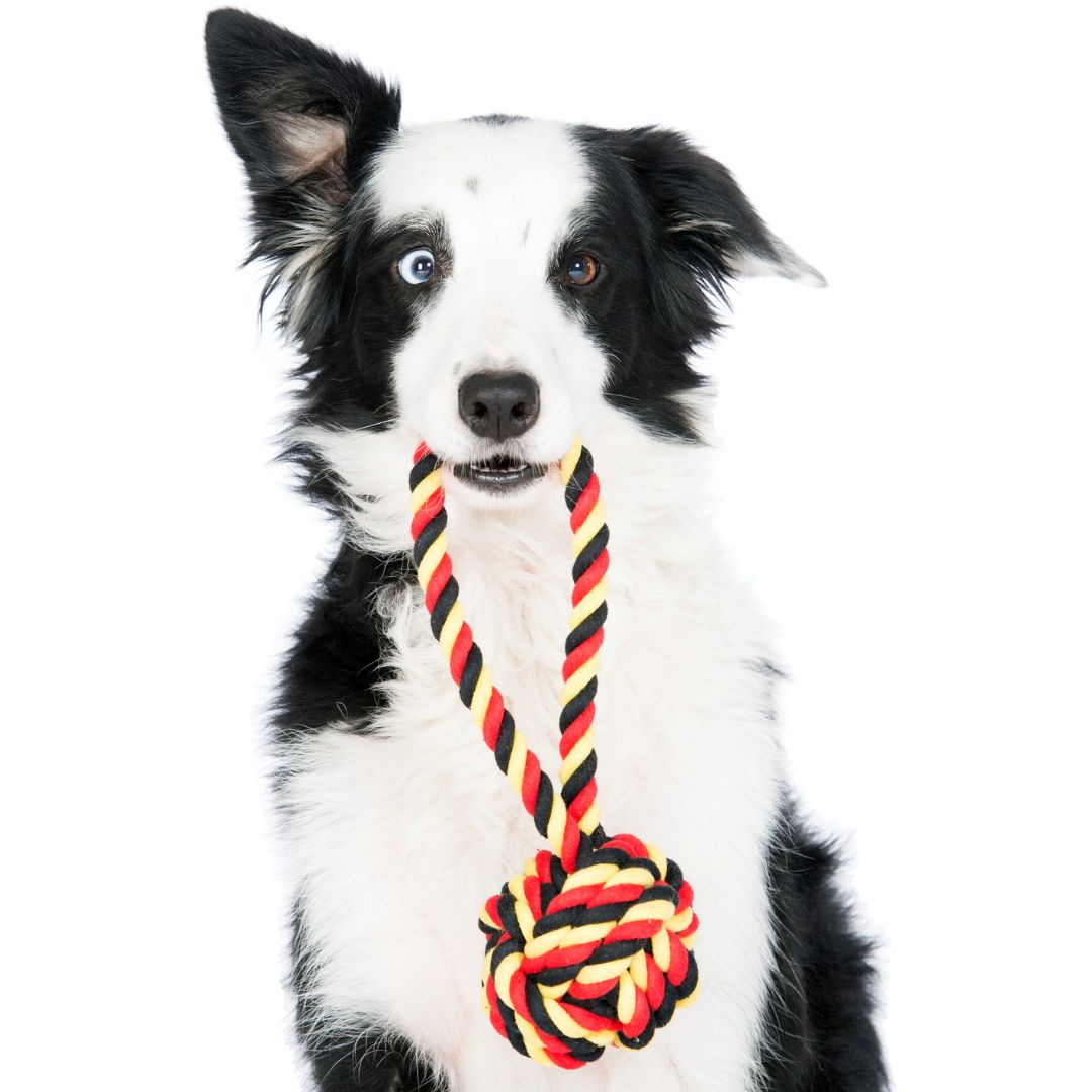 Laboni-Hundespielzeug-Tauspielzeug-National-Schleuderball-Hund2
