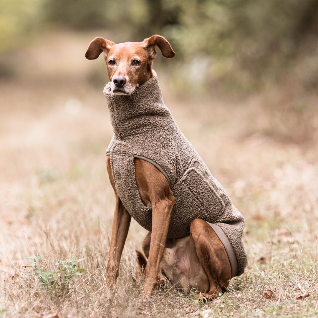 C7xWoofstuff-Hundepullover-Derby-Plush-Taupe-Hund3