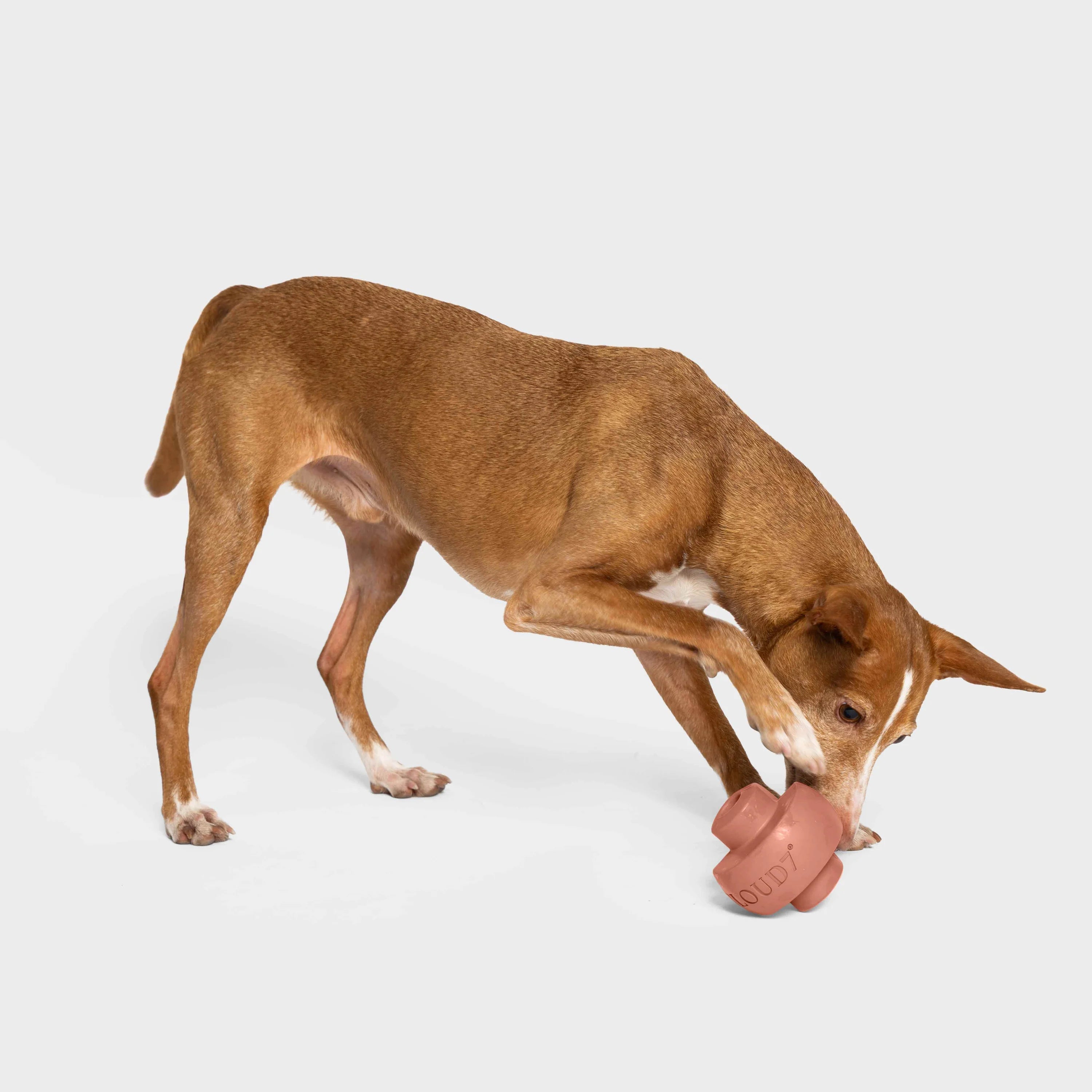 Cloud7-Beschaeftigungsspielzeug-Zeno-Faded-Rose-Hund