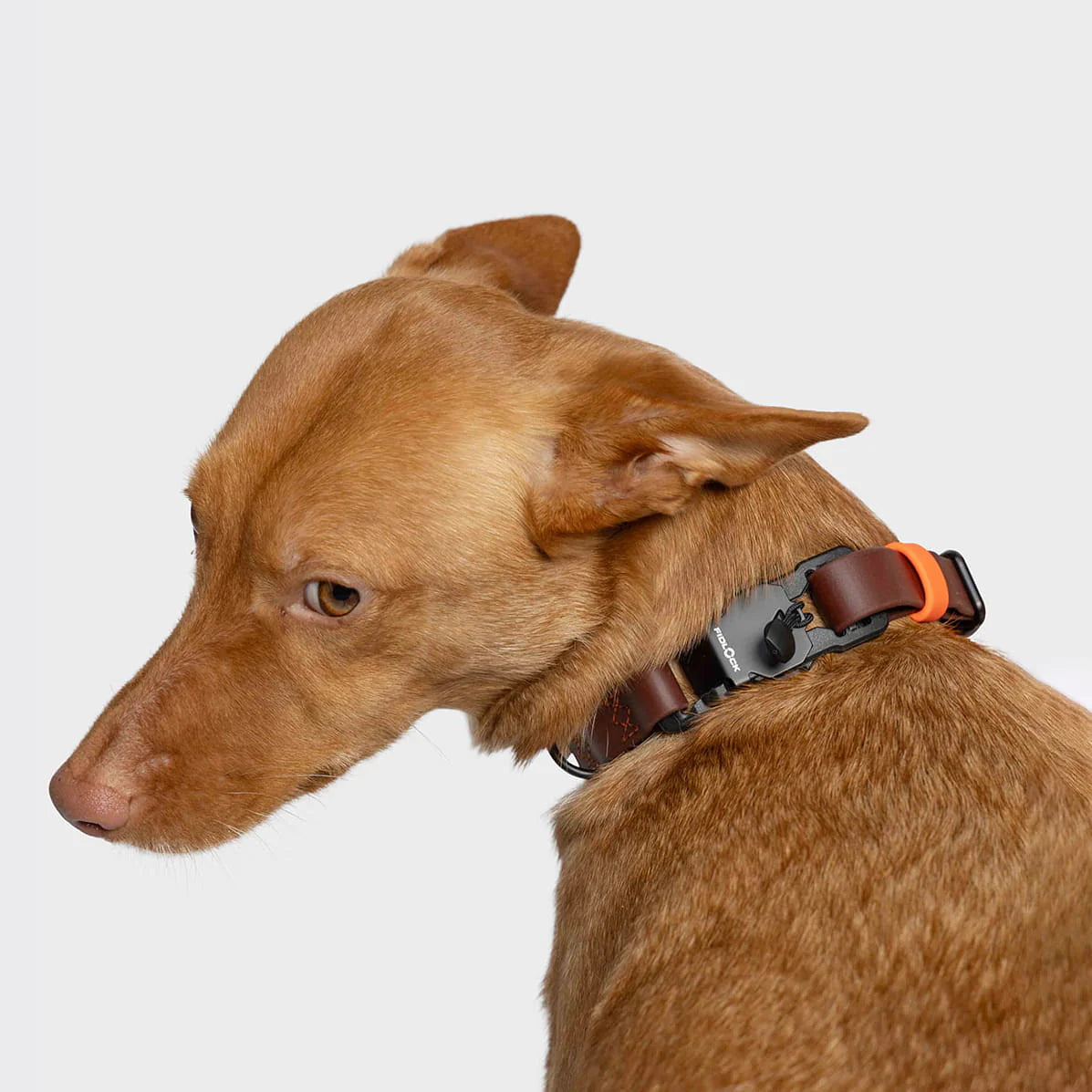 Cloud7-Hundehalsband-BioThane-Ipanema-Aubergine-Hund