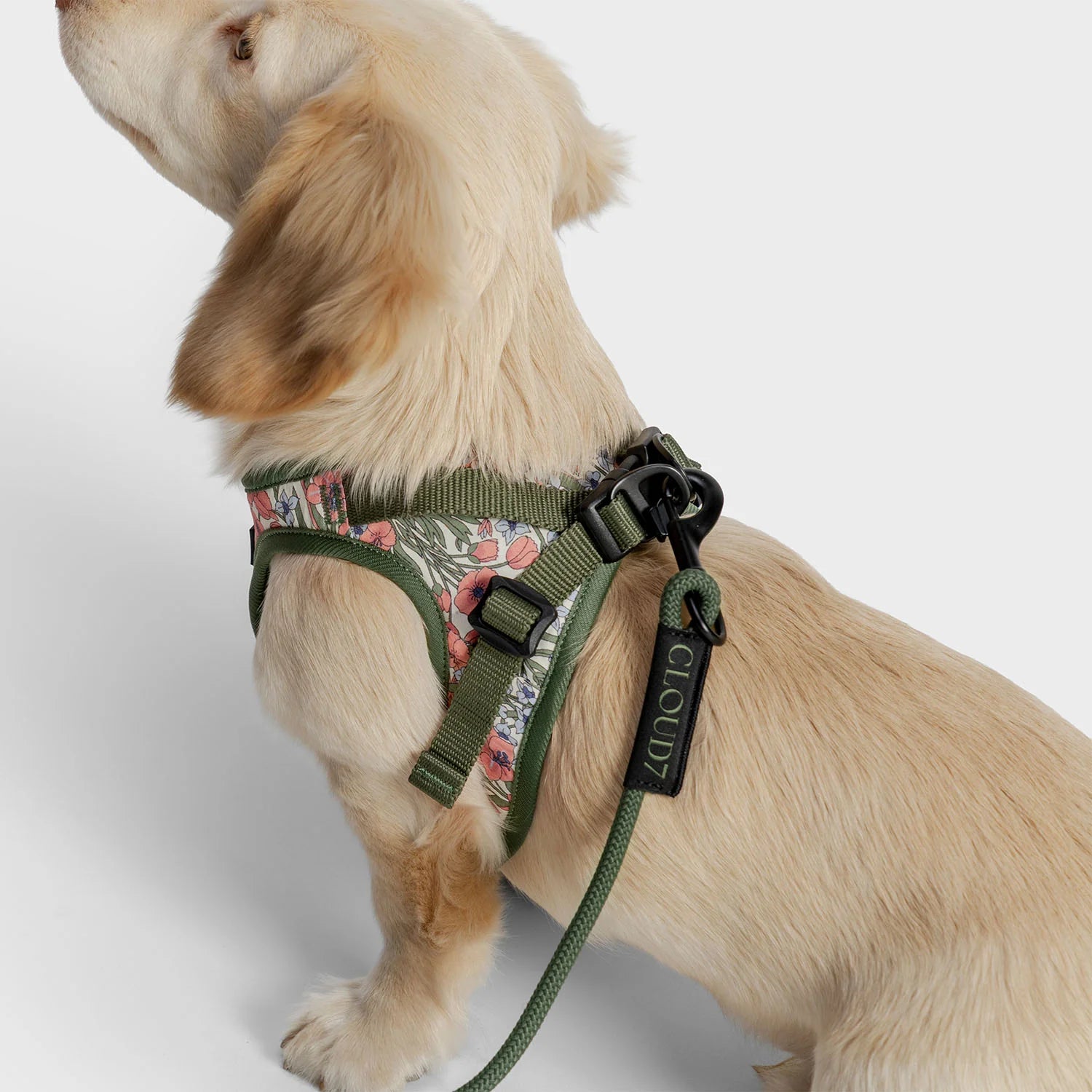 Cloud7-Hundeleine-LTTL-Dark-Olive-Hund