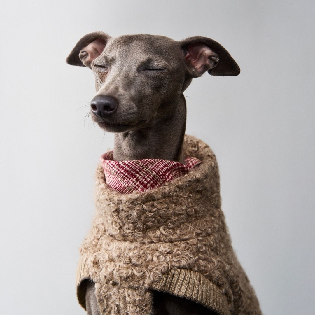 Cloud7-Hundepullover-Gotland-SandyBrown-Hund2