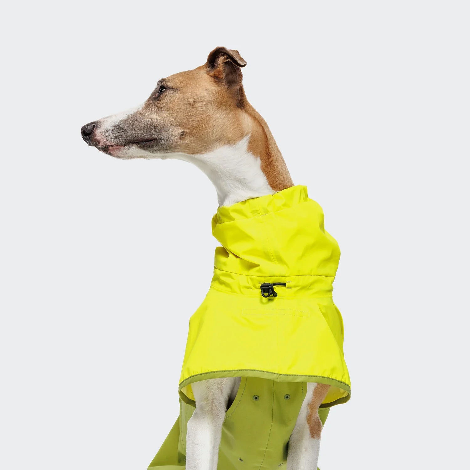 Cloud7-Hunderegenmantel-AKTIV-NeonGreen-LightOlive-Hund2