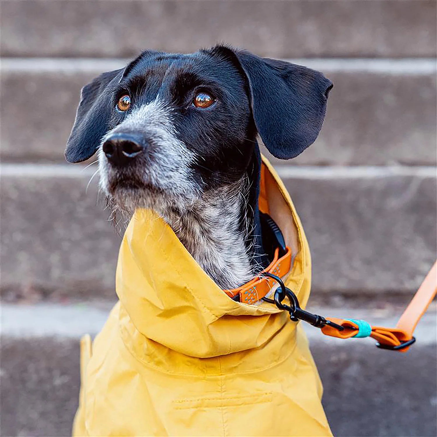 Cloud7-Hunderegenmantel-Helgoland-Yellow-Hund