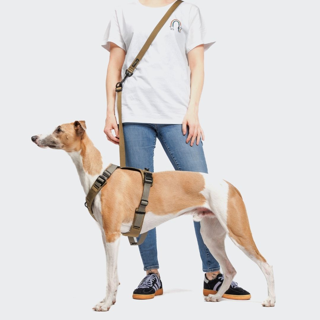 Cloud7-L-1-Freihandleine-AKTIV-Khaki/Grey-Hund4