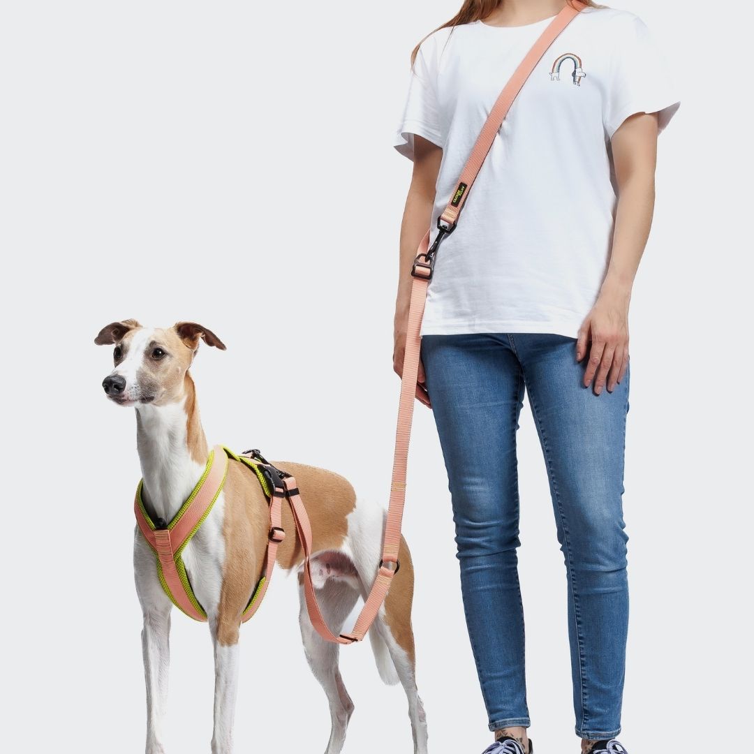 Cloud7-L-1-Freihandleine-Y-1-Hundegeschirr-AKTIV-Peach-NeonGreen-Hund2