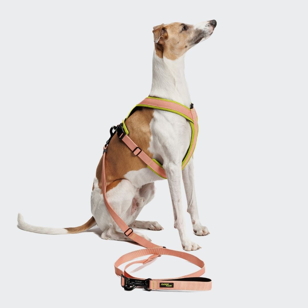 Cloud7-L-1-Freihandleine-Y-1-Hundegeschirr-AKTIV-Peach-NeonGreen