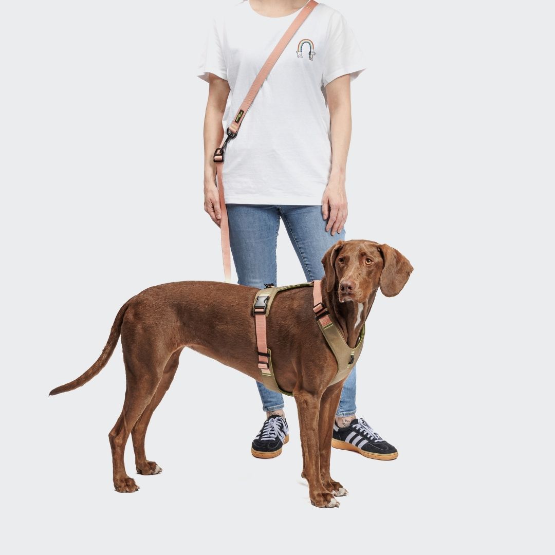 Cloud7-L-1-Freihandleine-Y-2-Hundegeschirr-AKTIV-Khaki-Peach-Hund2