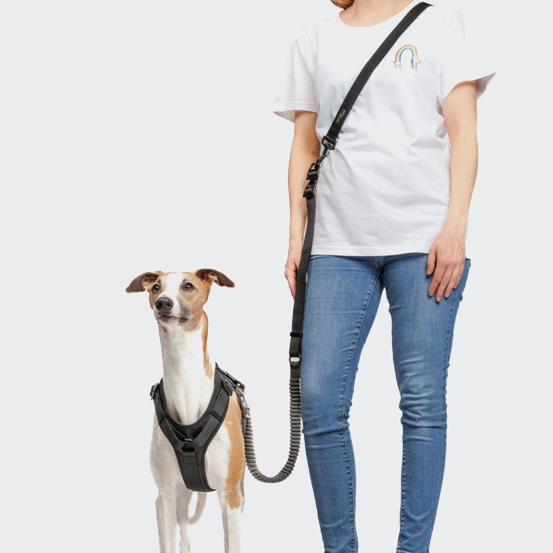 Cloud7-L-2-Joggingleine-Y-3-Hundegeschirr-AKTIV-Softshell-Black-Hund