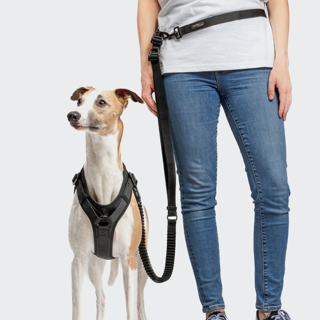 Cloud7-L-2-Joggingleine-Y-3-Hundegeschirr-AKTIV-Softshell-Black-Hund1