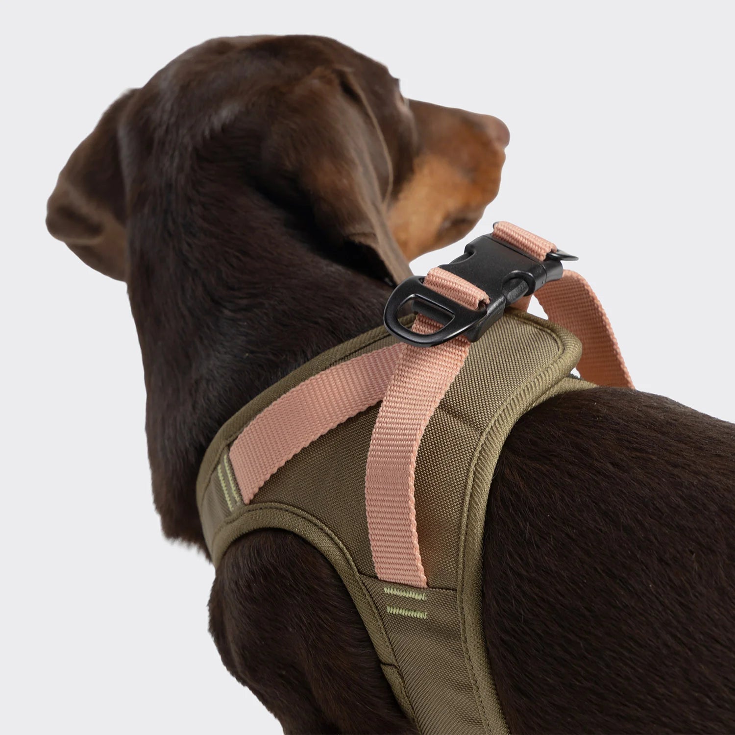Cloud7-V2-Westengeschirr-AKTIV-Cordura-Khaki-Peach-7