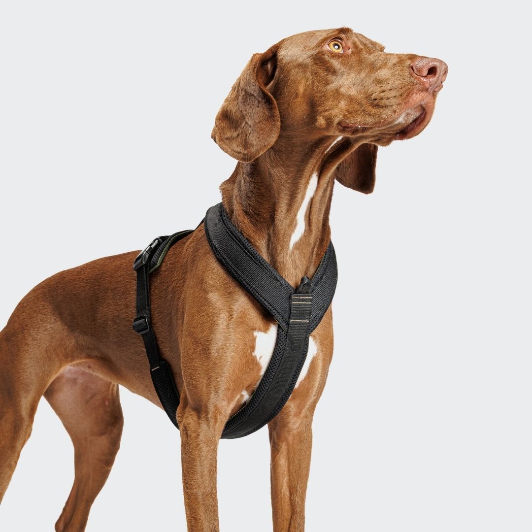 Cloud7-Y-1-Hundegeschirr-AKTIV-Air-Mesh-Black-Hund