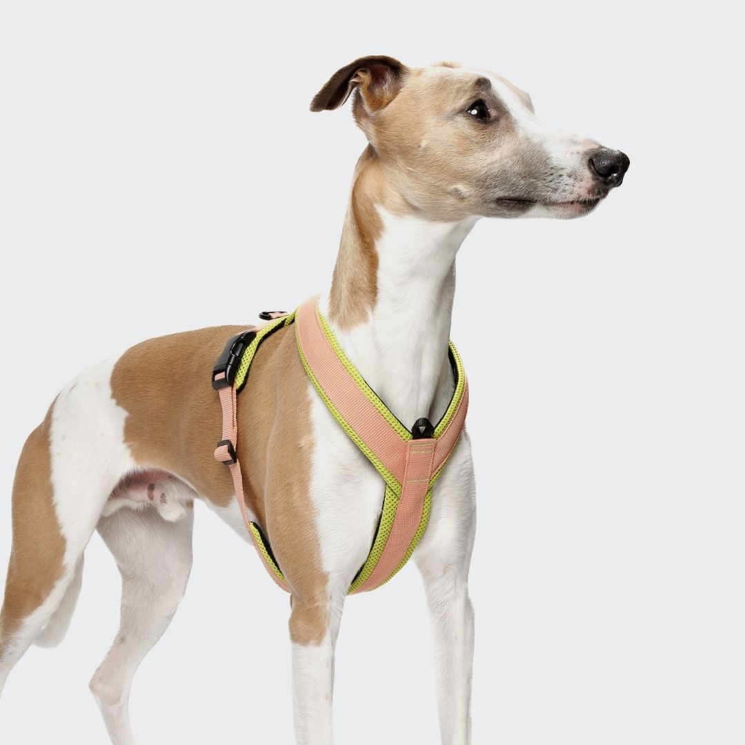 Cloud7-Y-1-Hundegeschirr-AKTIV-Air-Mesh-Peach-NeonGreen-Hund