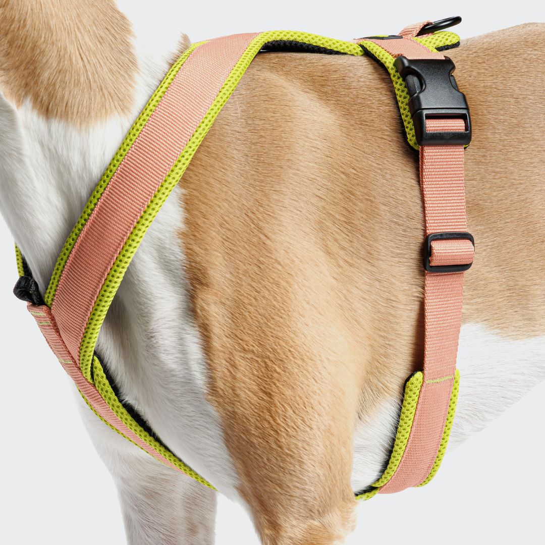 Cloud7-Y-1-Hundegeschirr-AKTIV-Air-Mesh-Peach-NeonGreen-Hund2