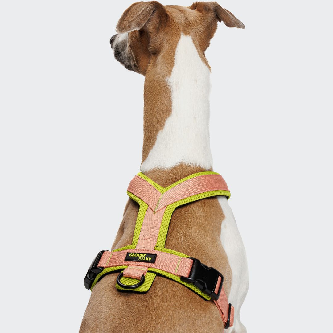 Cloud7-Y-1-Hundegeschirr-AKTIV-Air-Mesh-Peach-NeonGreen-Hund3