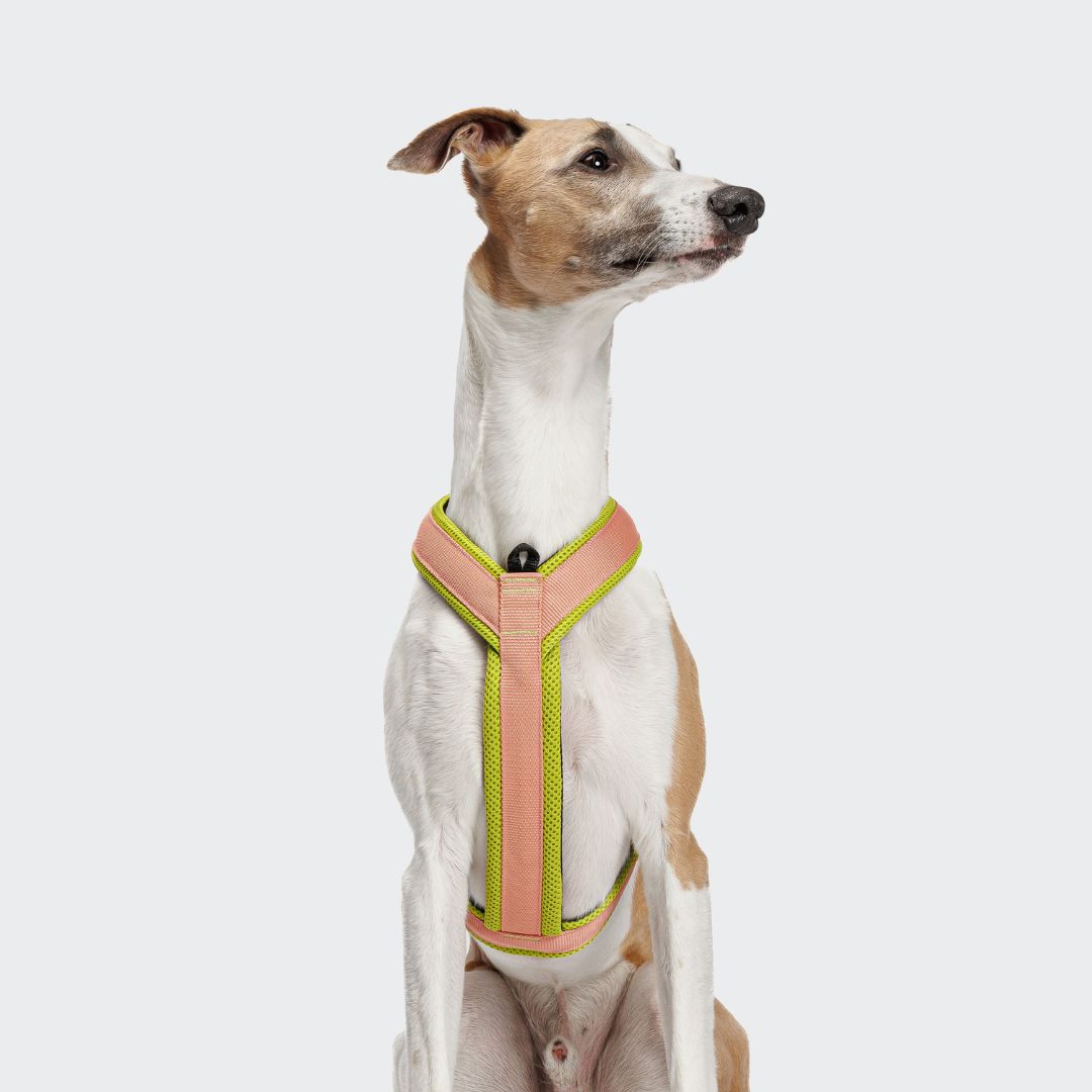 Cloud7-Y-1-Hundegeschirr-AKTIV-Air-Mesh-Peach-NeonGreen-Hund4