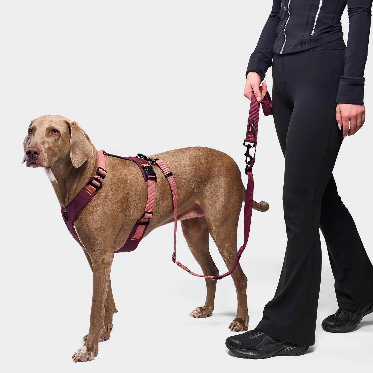 Cloud7-Y-2-Hundegeschirr-AKTIV-Cordura-Aubergine-SoftRose-2