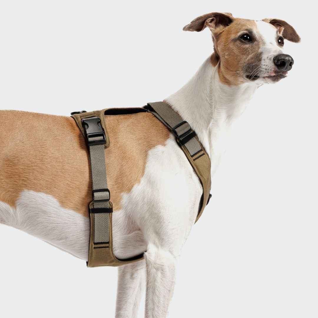 Cloud7-Y-2-Hundegeschirr-AKTIV-Cordura-Khaki-Grey-Hund
