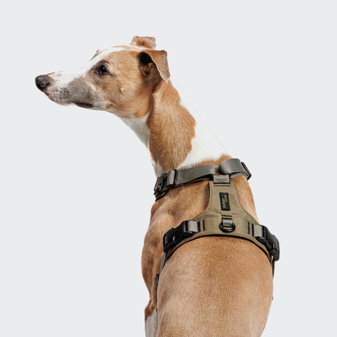 Cloud7-Y-2-Hundegeschirr-AKTIV-Cordura-Khaki-Grey-Hund2