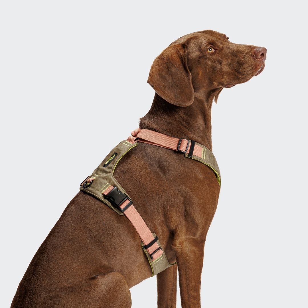 Cloud7-Y-2-Hundegeschirr-AKTIV-Cordura-Khaki-Peach-Hund