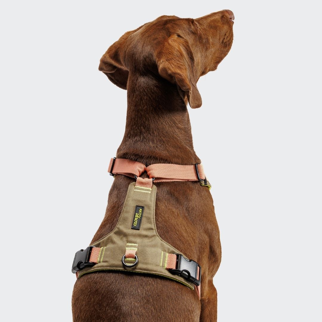 Cloud7-Y-2-Hundegeschirr-AKTIV-Cordura-Khaki-Peach-Hund2
