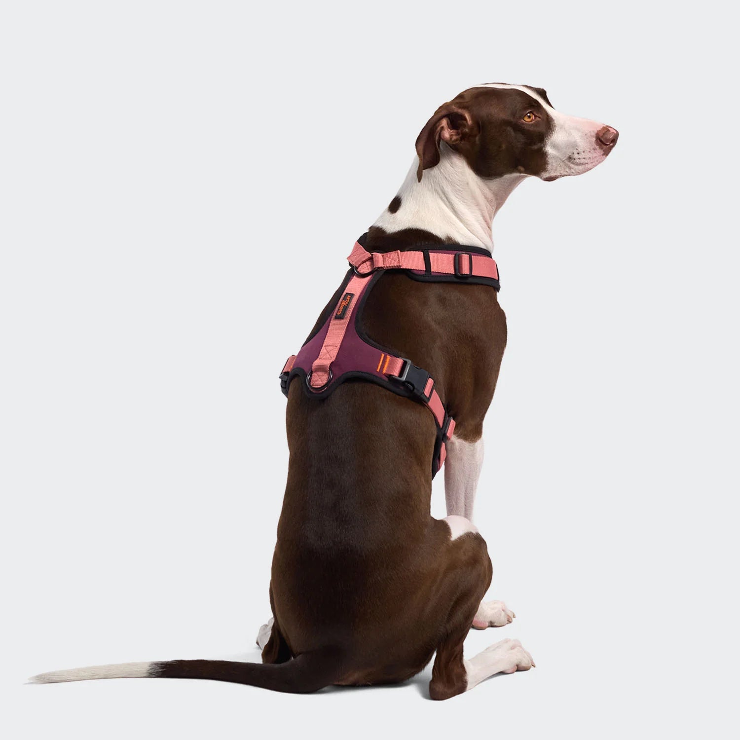 Cloud7-Y-3-Hundegeschirr-AKTIV-Softshell-Aubergine-SoftRose-2