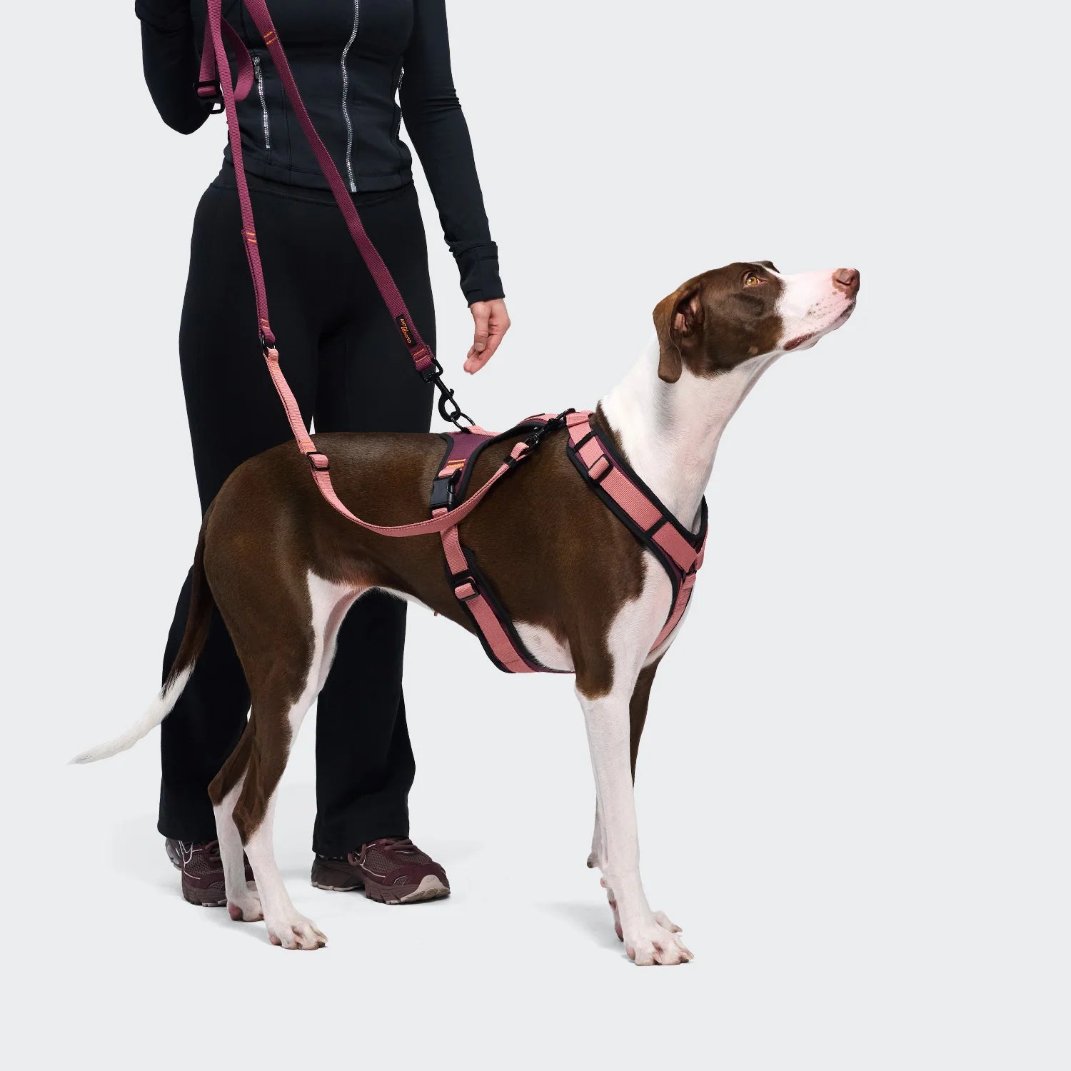 Cloud7-Y-3-Hundegeschirr-AKTIV-Softshell-Aubergine-SoftRose-4