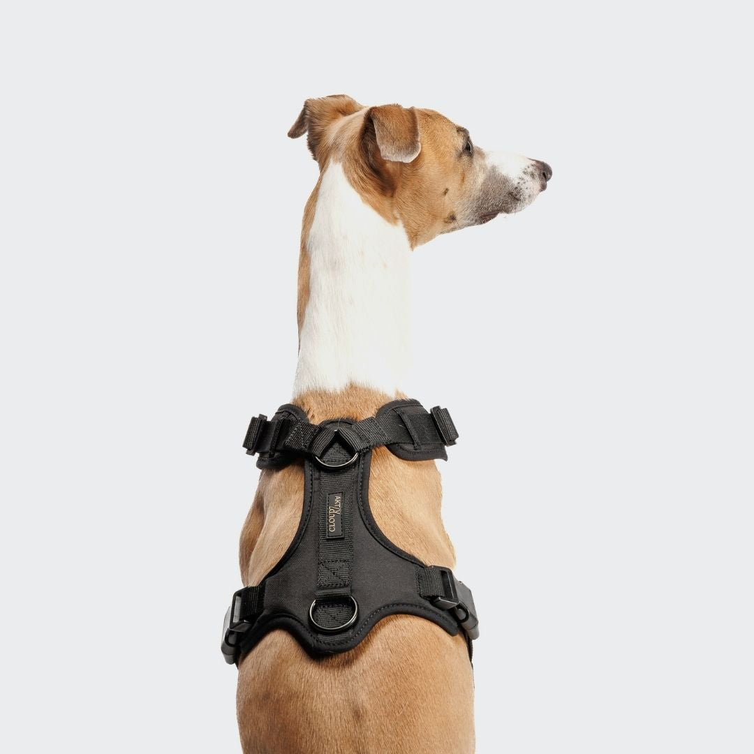 Cloud7-Y-3-Hundegeschirr-AKTIV-Softshell-Black-Hund1