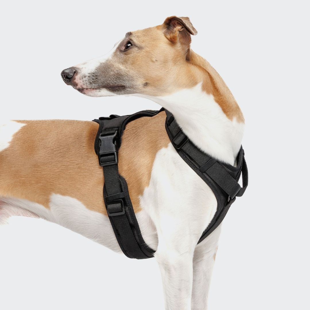 Cloud7-Y-3-Hundegeschirr-AKTIV-Softshell-Black-Hund2