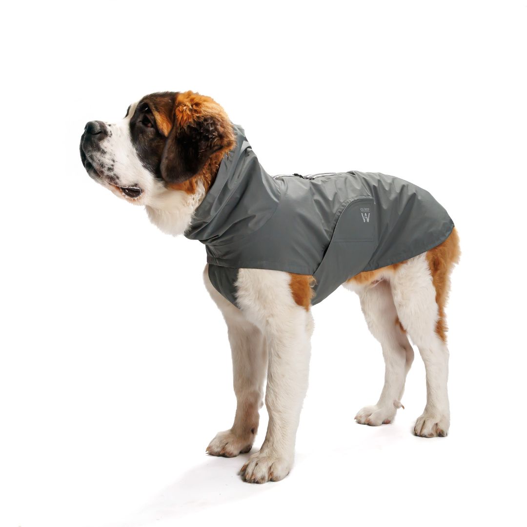 Cloud7xWoofstuff-Hunderegenmantel-Dublin-Platinum-Hund2