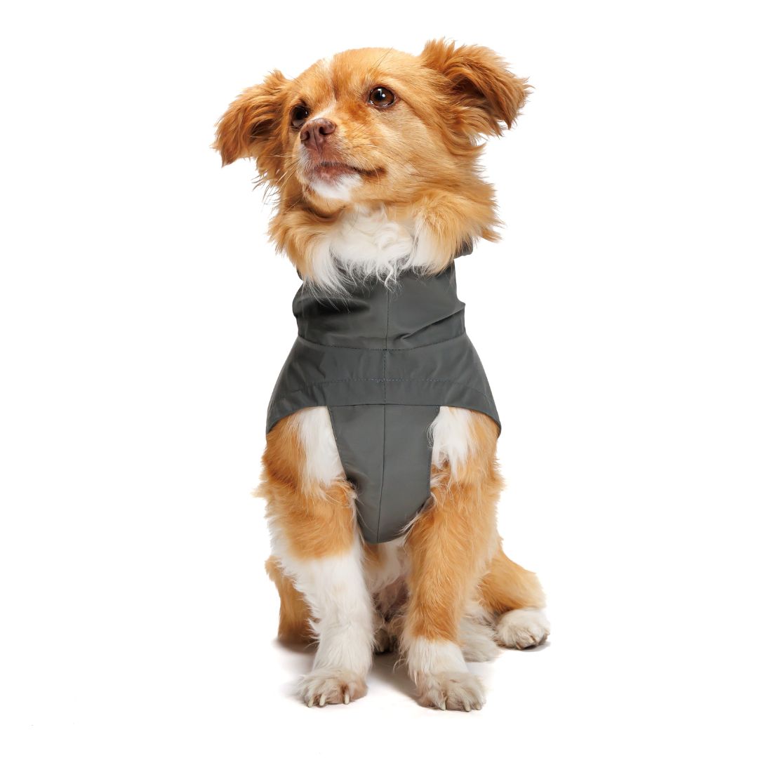 Cloud7xWoofstuff-Hunderegenmantel-Dublin-Platinum-Hund3