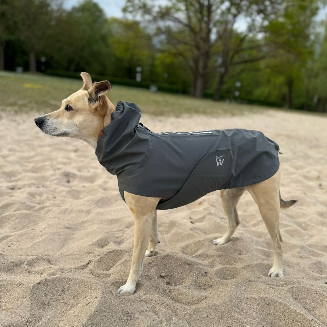 Cloud7xWoofstuff-Hunderegenmantel-Dublin-Platinum-Hund5