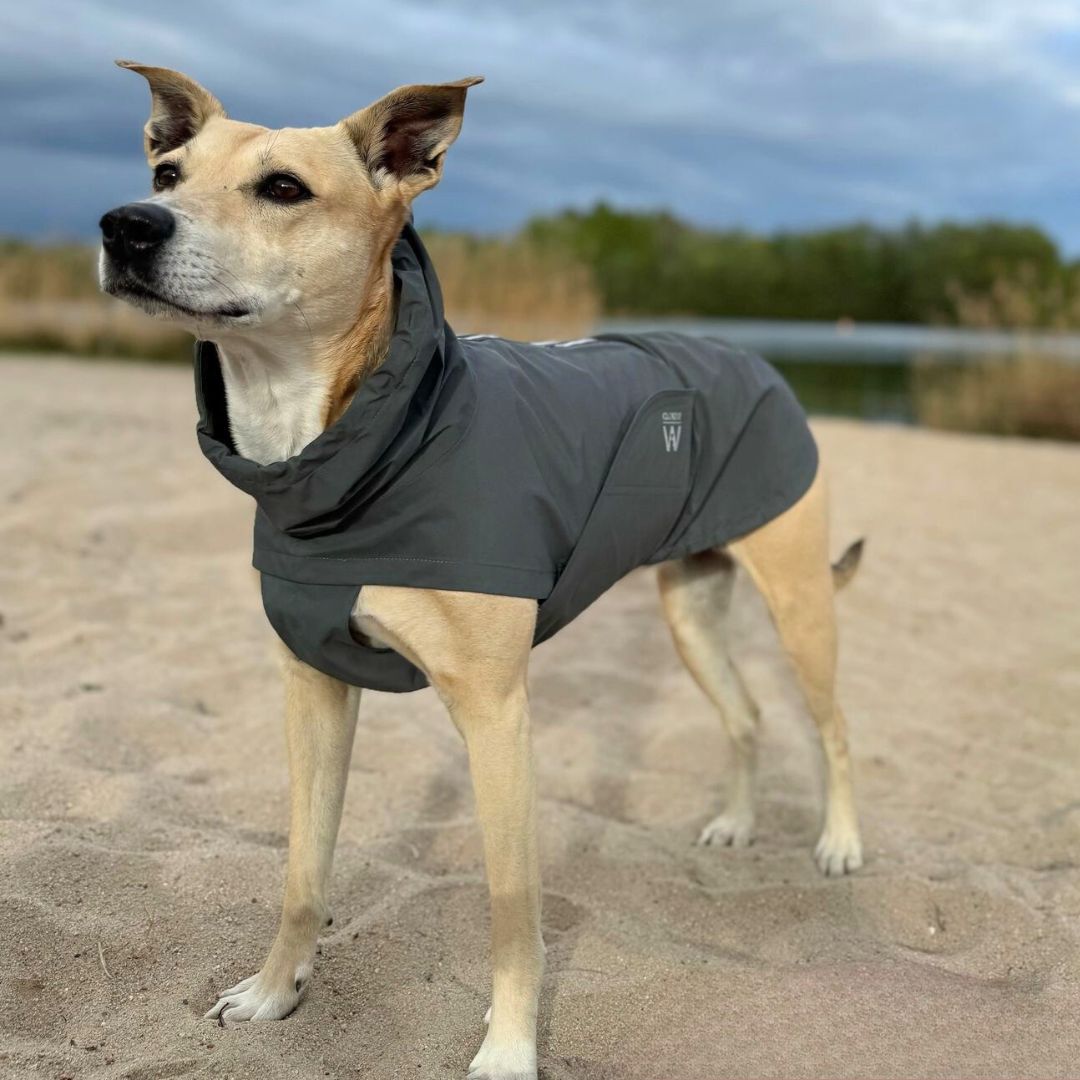 Cloud7xWoofstuff-Hunderegenmantel-Dublin-Platinum-Hund6