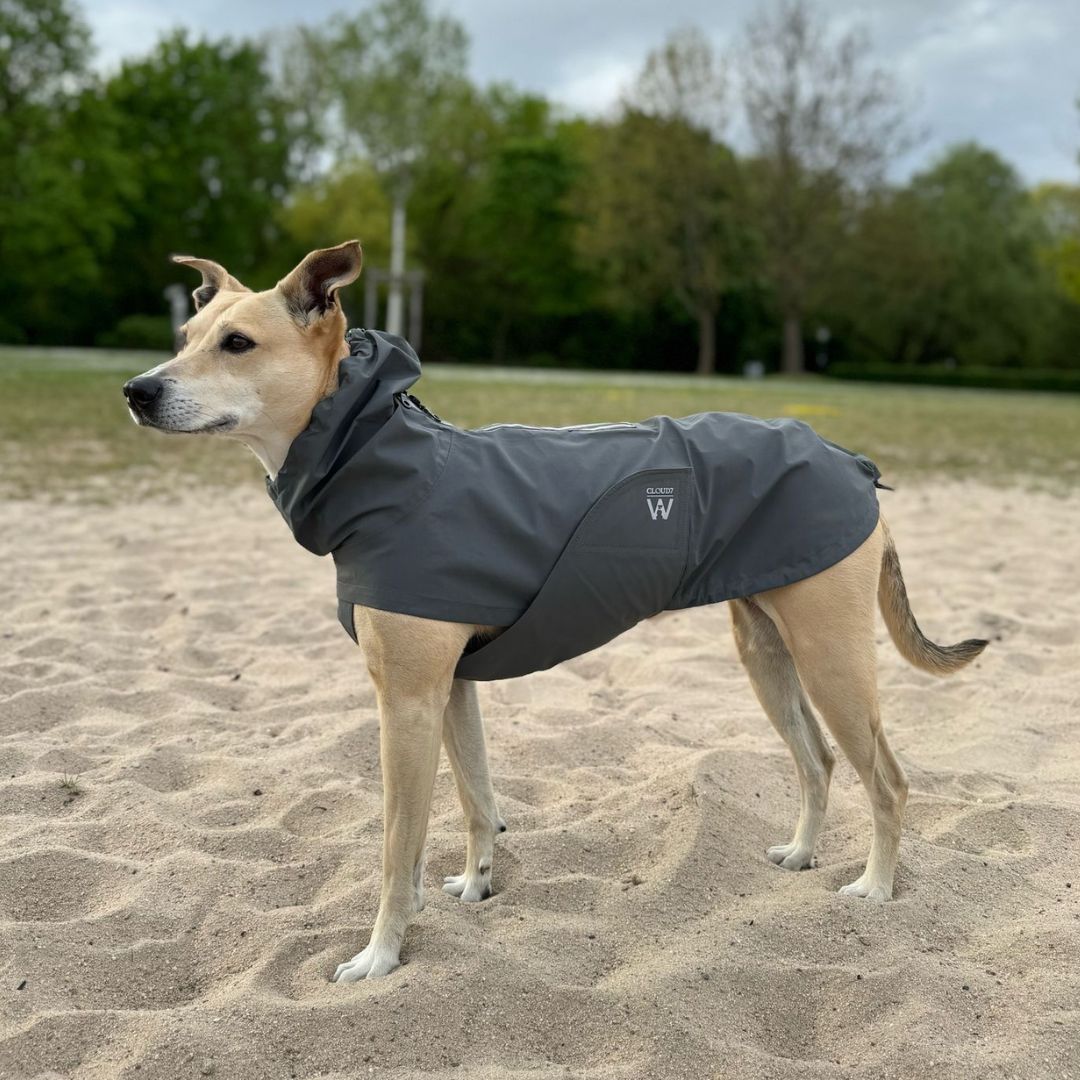 Cloud7xWoofstuff-Hunderegenmantel-Dublin-Platinum-Hund7