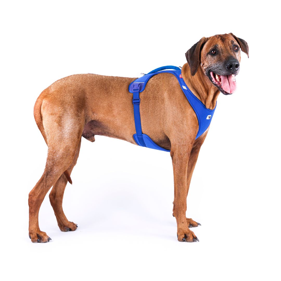 Curli-Hundegeschirr-All-New-Belka-Comfort-Blue-Hund