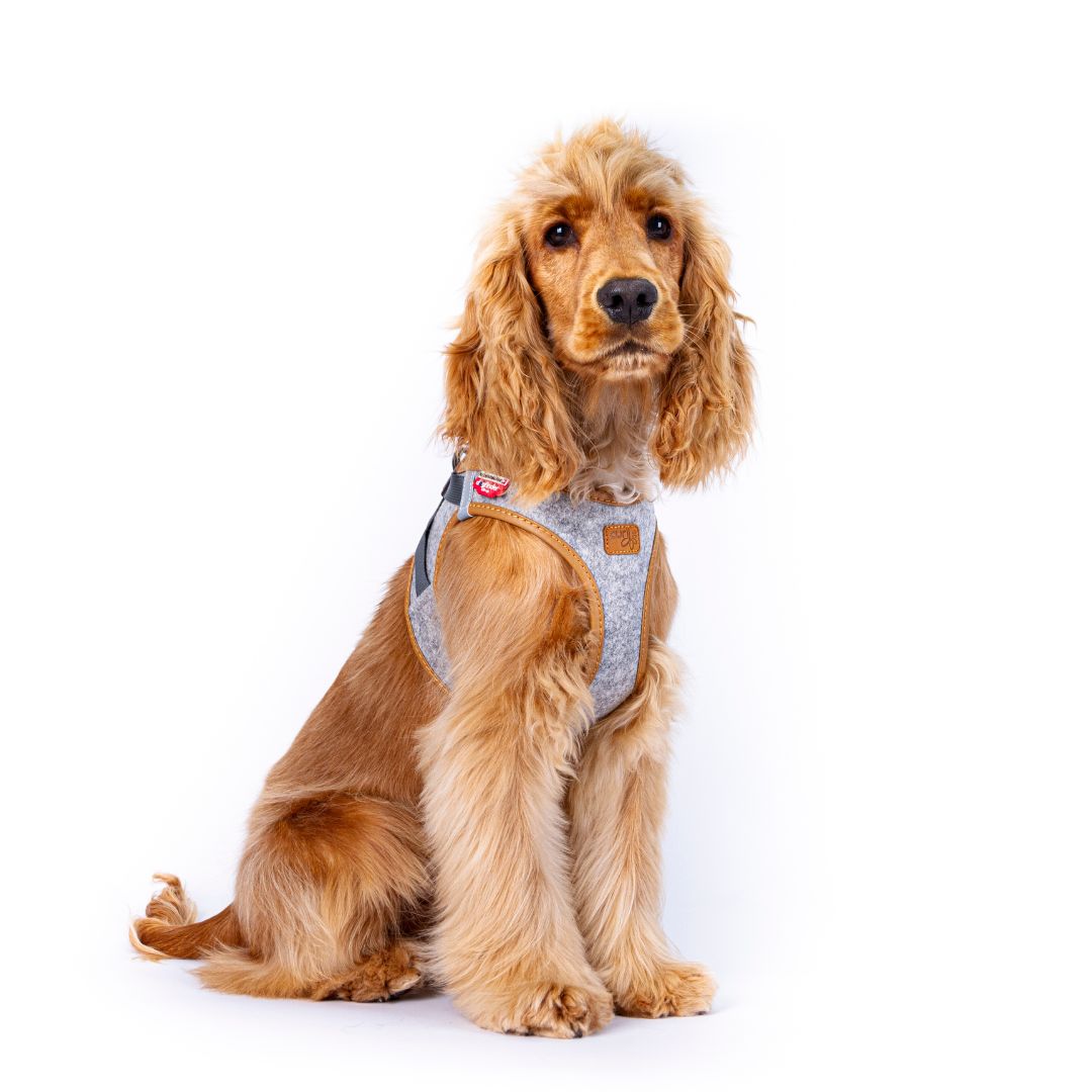 Curli-Hundegeschirr-Alpine-Clasp-Vest-Harness-Grey-L