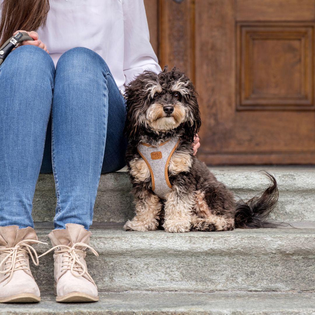 Curli-Hundegeschirr-Alpine-Clasp-Vest-Harness-Grey-Mood