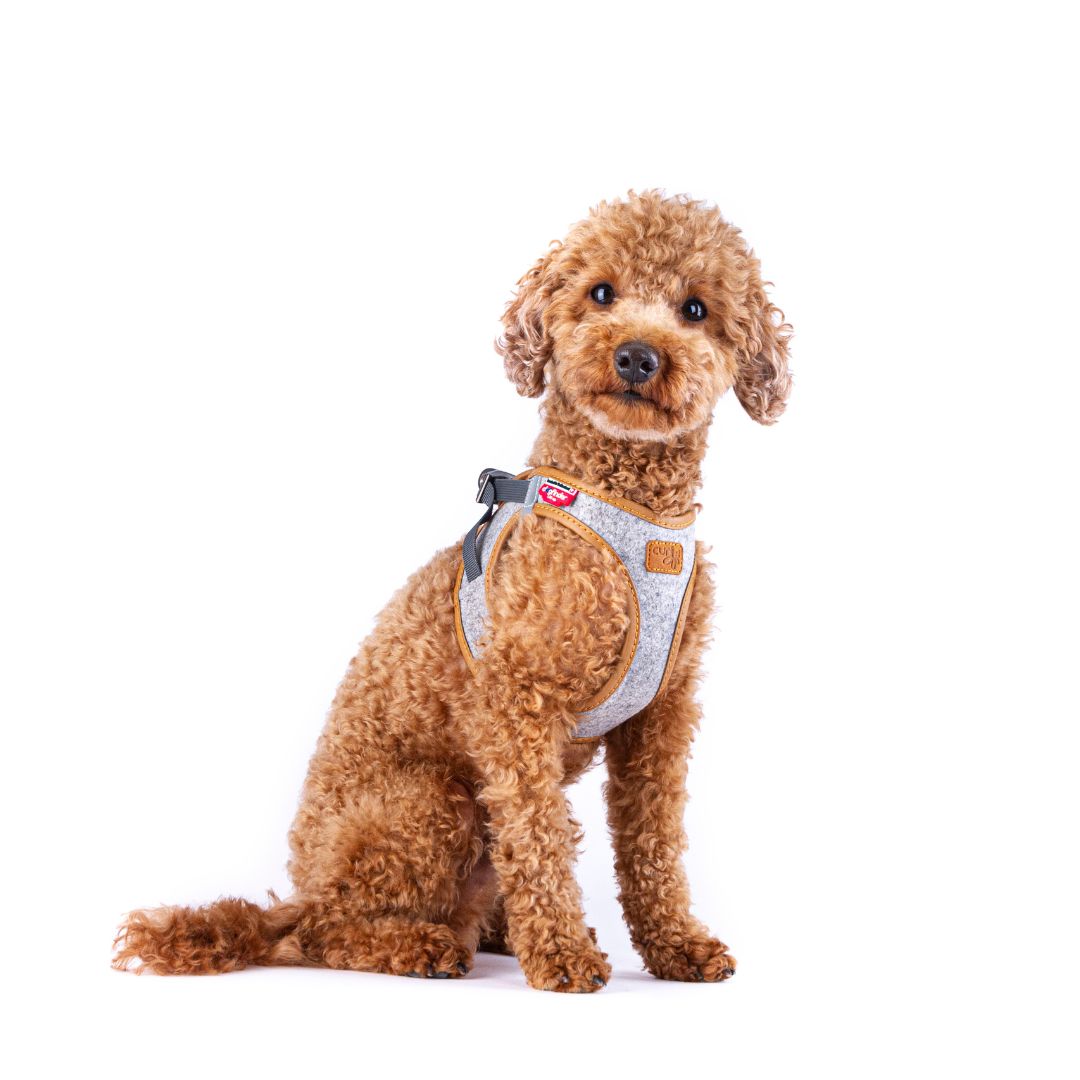 Curli-Hundegeschirr-Alpine-Clasp-Vest-Harness-Grey-S