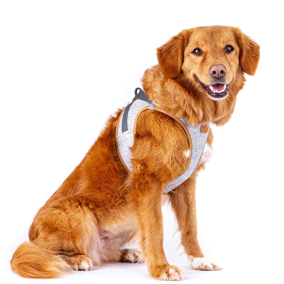 Curli-Hundegeschirr-Alpine-Clasp-Vest-Harness-Grey-XL