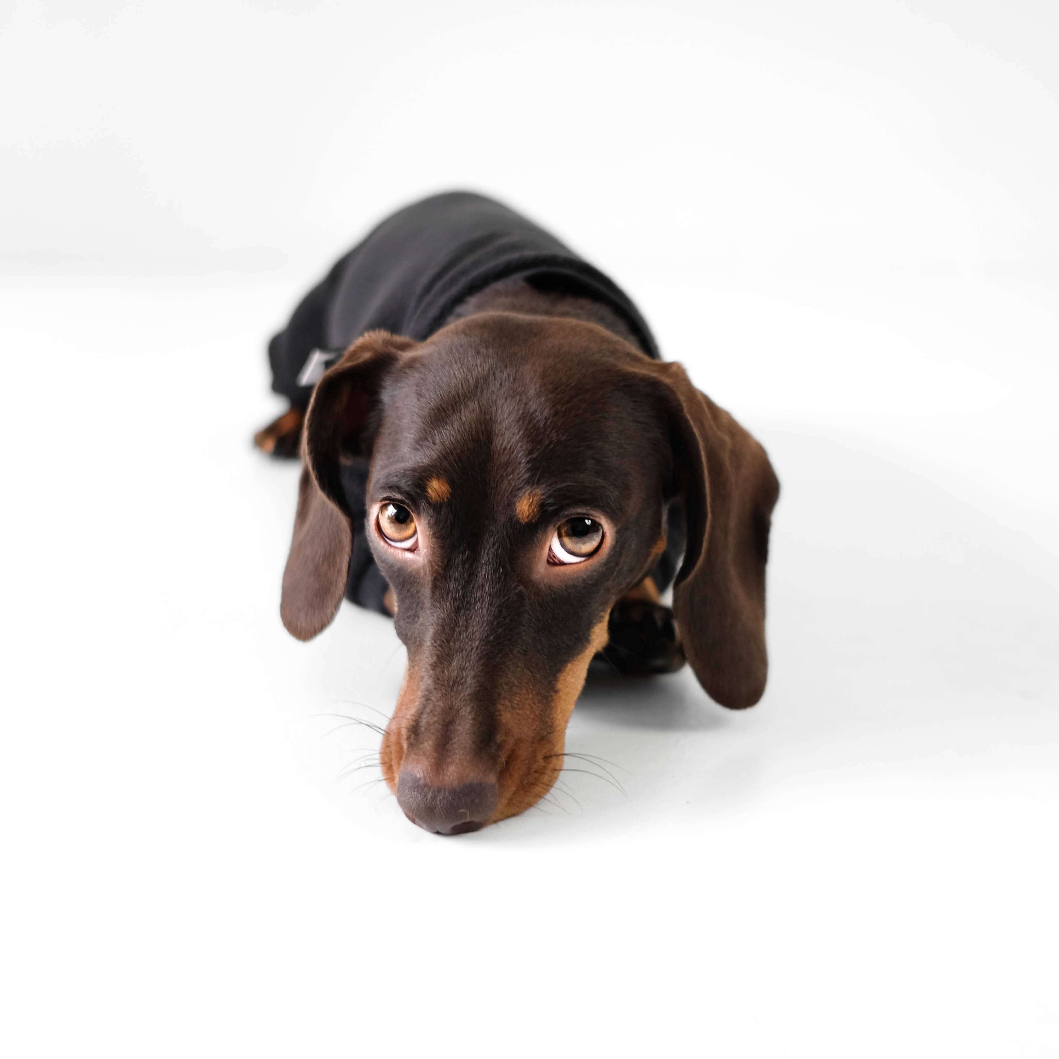 Karma-Hund-Polar-Fleece-Overall-Dackel-Schwarz-liegend